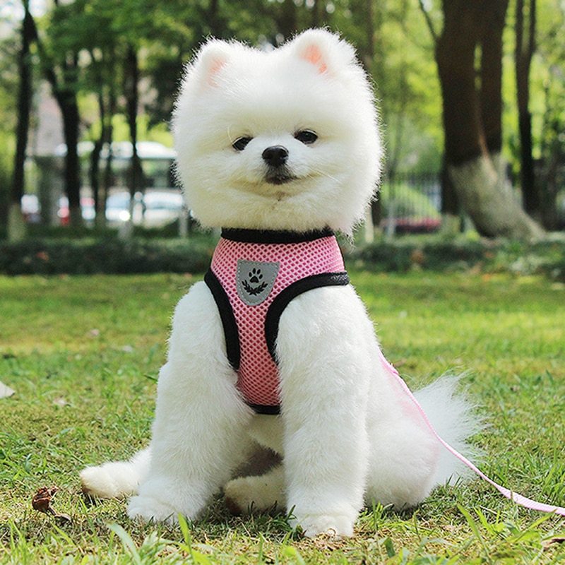 Pet Car Seat Belt Pet Leash from wag&wonder pet store